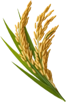 خوشه برنج